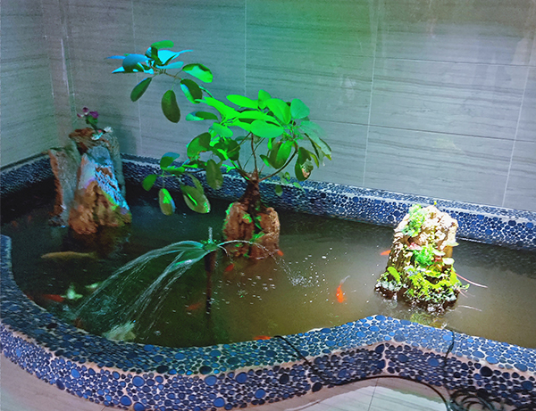 金魚(yú)池